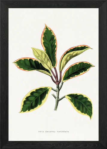 Poster hoya carnosa - poster,