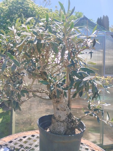 Bonsai olea europaea - di,