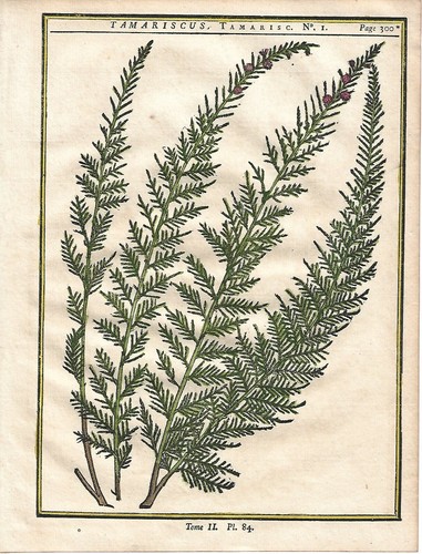 Stampa antica erbario tamarix - antica,