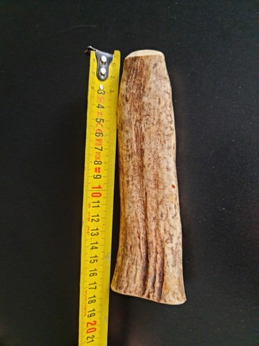 Pezzo corno alce - un,