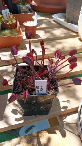 Dionaea muscipula red - muscipula,