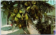 Cartolina - Palma da cocco