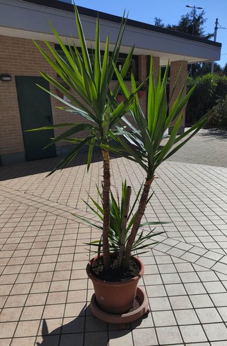 Pianta tronchetto della - tronchetto,