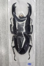 Lucanidae: Dorcus titanus