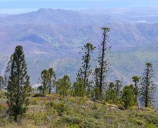 SEMI ARAUCARIA LAUBENFELSII - Pino Nuova Caledonia | Araucaria di Laubenfels