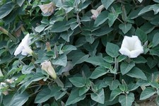 Datura inoxia FRAGRANT WHITE