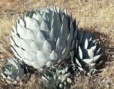 Agave parryi subsp. parryi