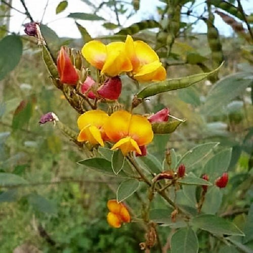 Cajanus cajan piccione - cajan,, pea