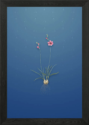 Quadro stampa tela - su, poster