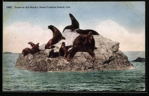 Santa catalina island - catalina, island,