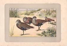 UCCELLI PIVIERE TORTOLINO