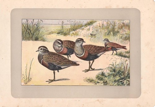 Uccelli piviere tortolino - piviere,
