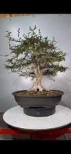 Bonsai Di Olmo Cinese!Offerta