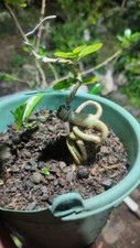 bonsai tree material twisting