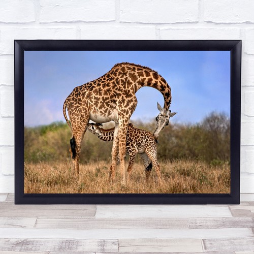 Giraffa giraffe collo - ,