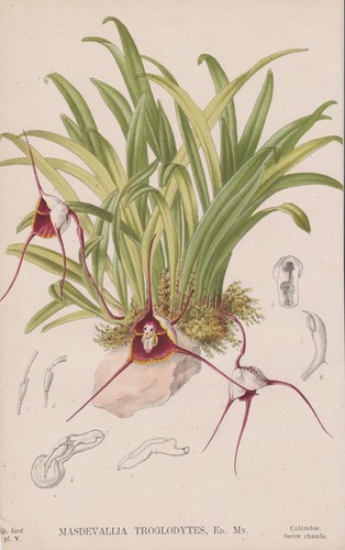 Masdevallia orchidea - orchidea,