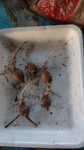Piccolissimi tuberi di - tuberi,
