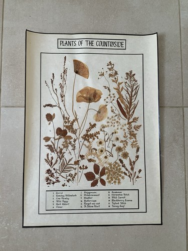 Poster piante della campagna - piante,