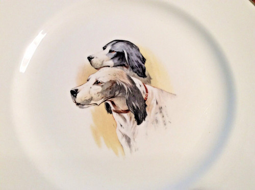Setter inglese doma - setter,