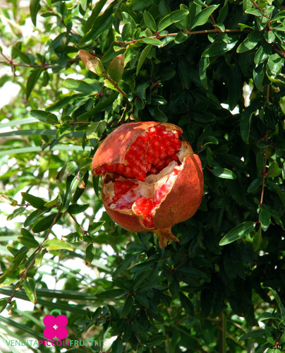 Pianta melograno - pianta,