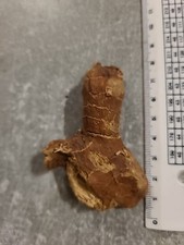 Mandragora O Mandragola 