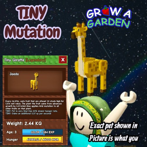 Giraffa tiny età peso - giraffa, tiny.