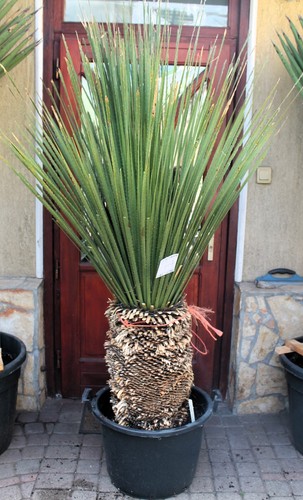 Dasylirion miquihuanensis dal