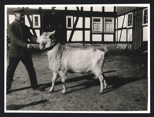 Fotografia mostra animali - animali, /
