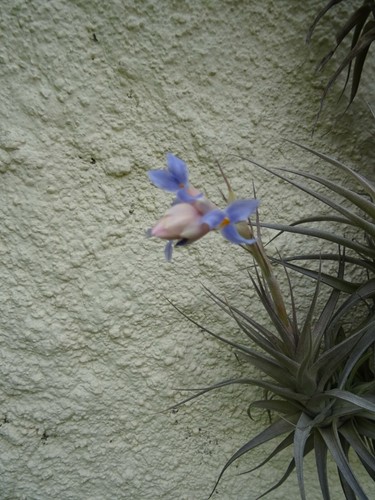 Lot tillandsia filles - lot=2, l
