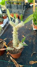 Pachypodium horombense big