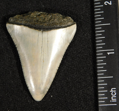 Grande dente fossile - , di