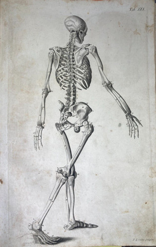 MEDICINA-ANATOMIA-OSTEOLOGIA-A