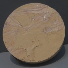Gosiutichthys Parvus Fossil Fossilised Collectible Unique c. 55 Million Years 
