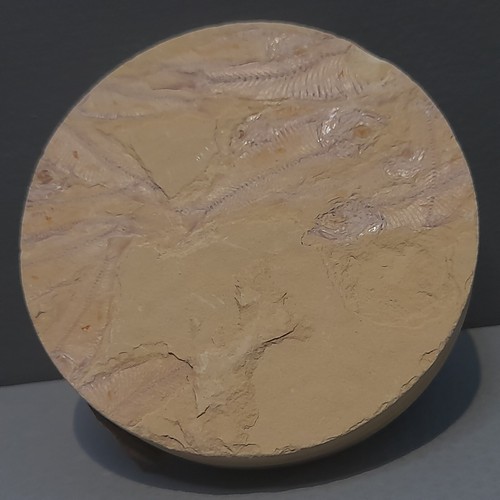 Gosiutichthys parvus fossil - gosiutichthys,