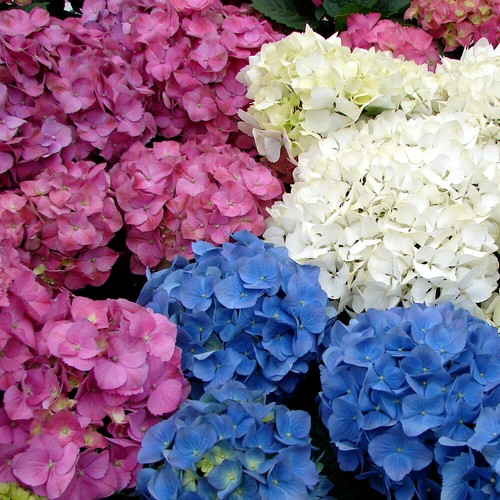 Ortensia hydrangea - ortensia, "hydrangea