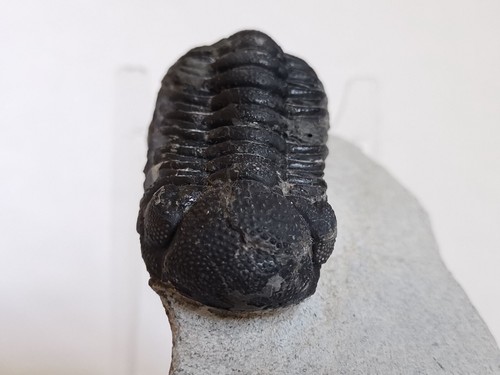 Echt 8cm drotops - drotops, trilobit