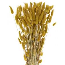 Erba a coda di coniglio