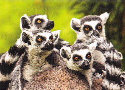 Wildlife cartolina zoo - wildlife,