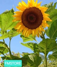GIRASOLE GIGANTE - SUNFLOWER -