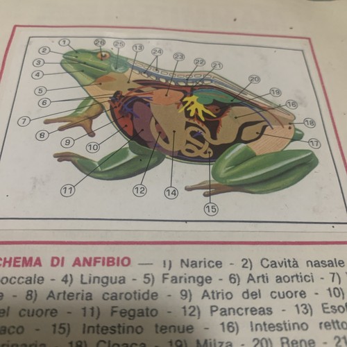 Figurina animali ed - figurina, 30
