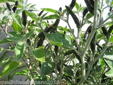 20 semi puri originali goat's