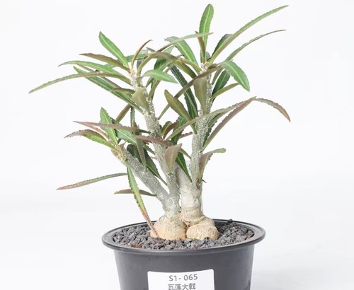 Sale rare cacti plant - sale,