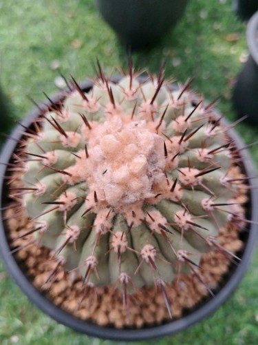 Vendita rara cactus - cm,