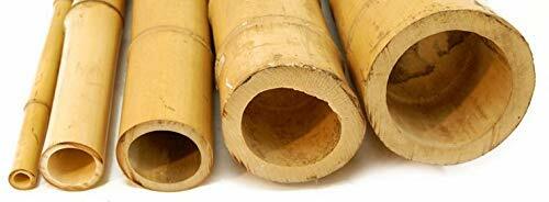 Canne bamboo gigante 100 - gigante,
