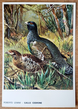 CARTOLINA GALLO CEDRONE CACCIA ROBERTO LEMMI CACCIATORE EDITORIALE OLIMPIA