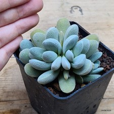Crassula tecta Vaso 7 cm