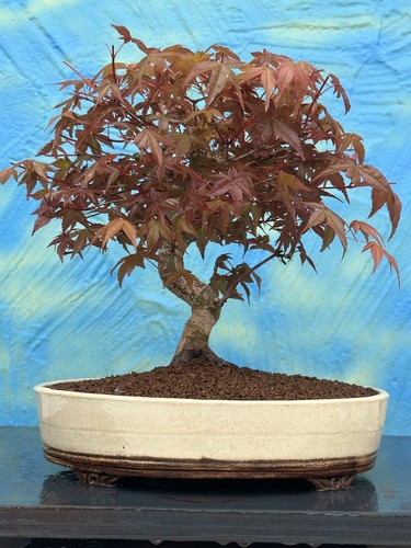 Bonsai joe acer palmatum - joe,