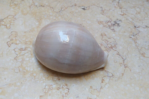 Cypraea camelopardalis huge - camelopardalis,