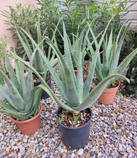 Piante di Aloe Vera di 1 anno