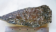 Turritella Agata Fossile